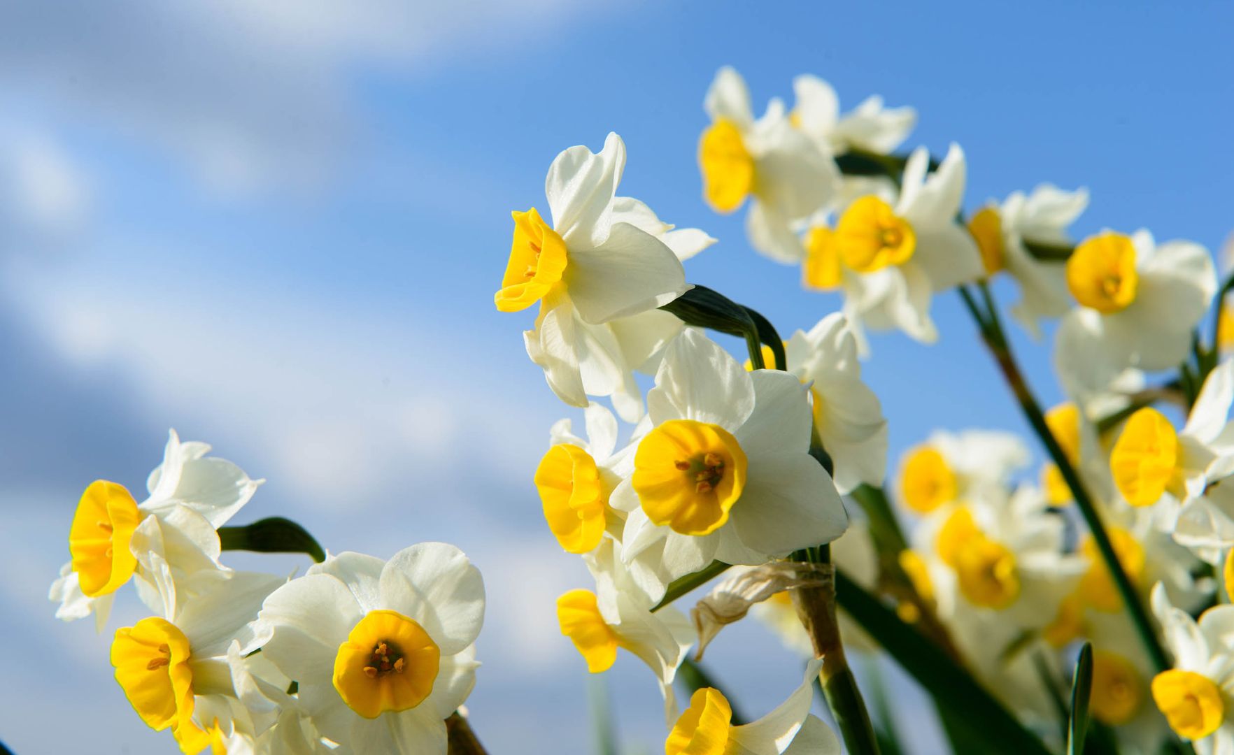 Narzissenfest 