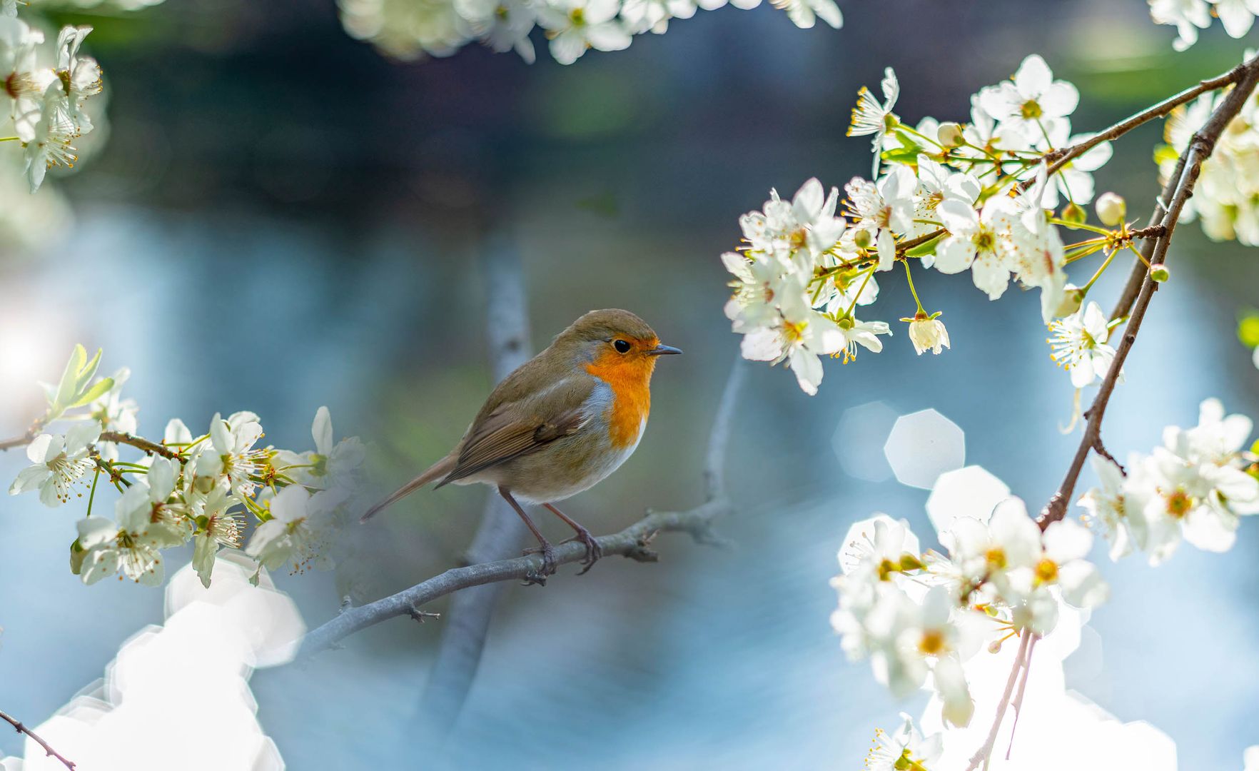 Frühjahr in Novigrad