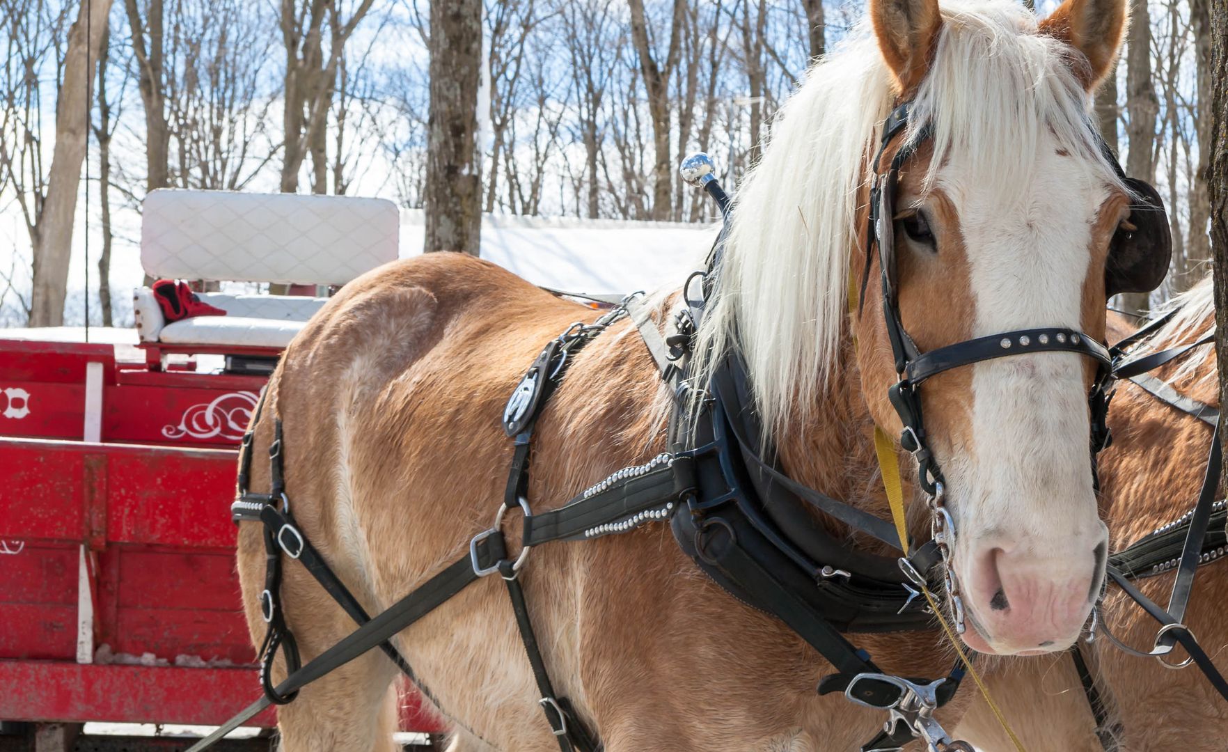 Pferdeschlittenfahrt 