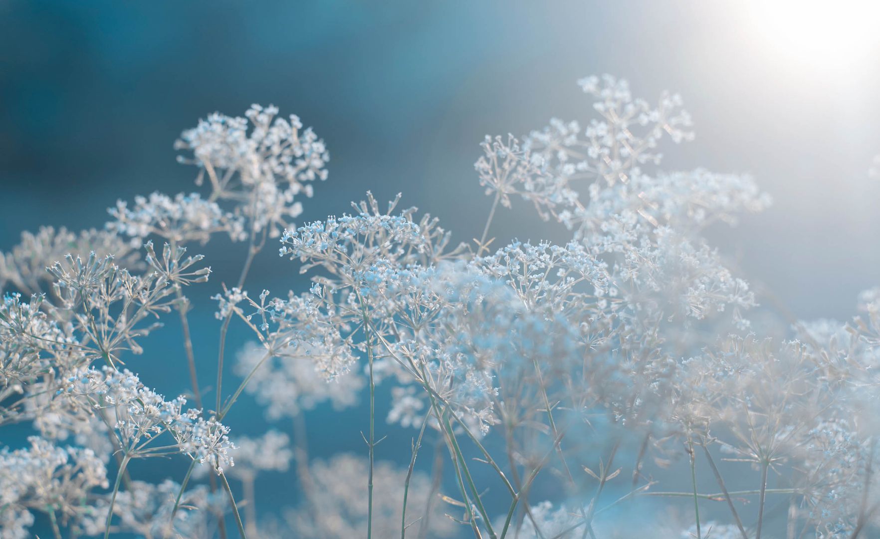 Winter-Varietéträume