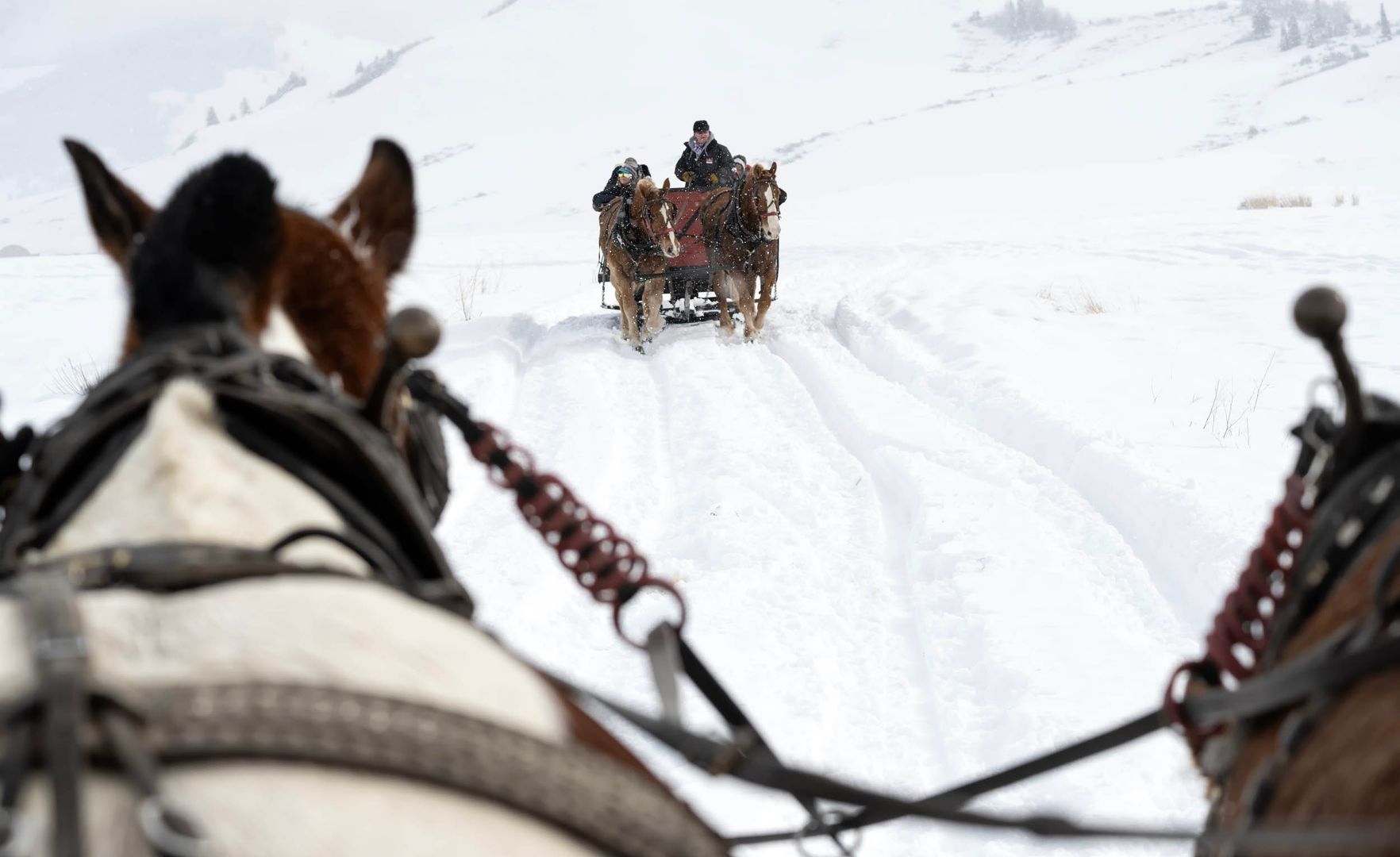 Pferdeschlittenfahrt 