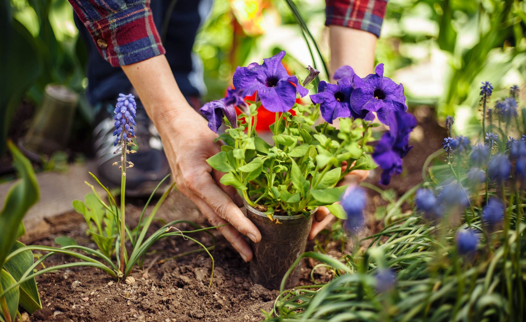 Gartenbaumesse